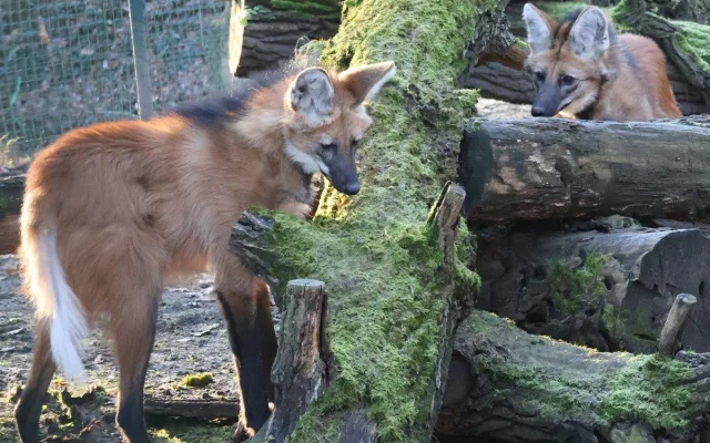 Sice tak vypadají, ale lišky to nejsou. Do zoo v Hodoníně se vrátili psi hřivnatí