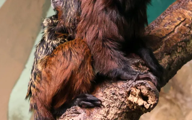 V Hodoníně se narodila dvojčata tamarínů. S péčí rodičům pomáhá i starší brácha