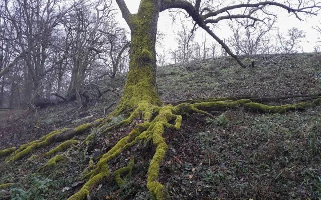 Vlnovka na stromě? Jde o biotopový strom, zůstane až do úplného rozpadu