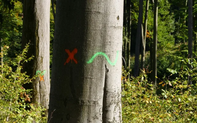 Vlnovka na stromě? Jde o biotopový strom, zůstane až do úplného rozpadu
