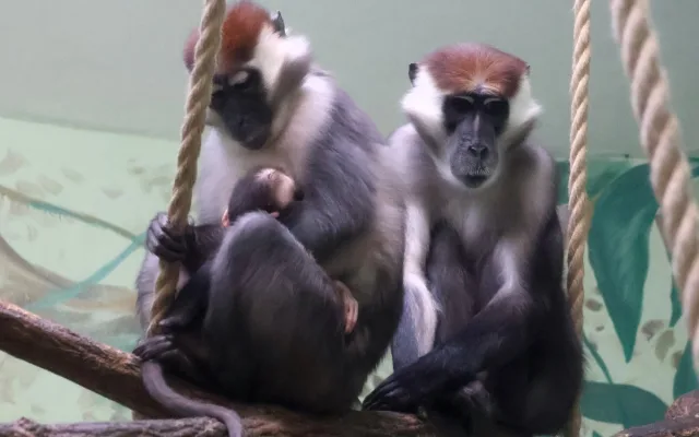 Hodonínská zoo má druhé mládě vzácného mangabeje, narodilo se na začátku prosince