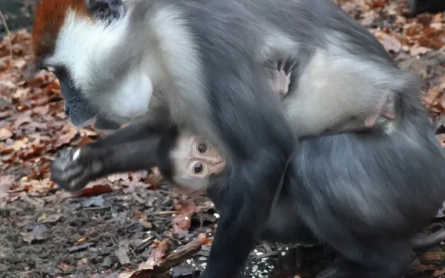 Hodonínská zoo má druhé mládě vzácného mangabeje, narodilo se na začátku prosince