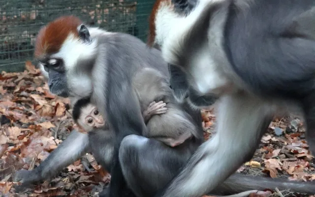 Hodonínská zoo má druhé mládě vzácného mangabeje, narodilo se na začátku prosince