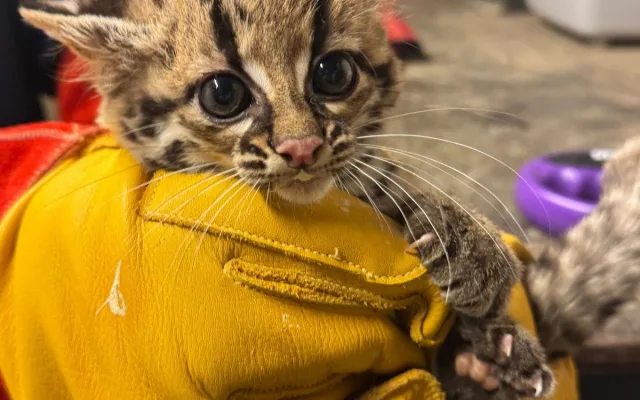 Rok plný mláďat. V brněnské zoo se loni narodilo lvíče, kapybary i polární liška