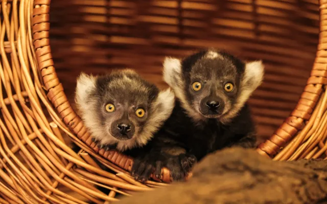 Rok plný mláďat. V brněnské zoo se loni narodilo lvíče, kapybary i polární liška