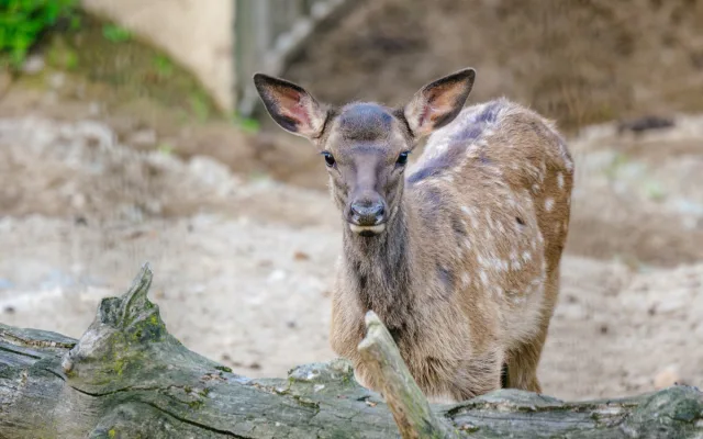 Rok plný mláďat. V brněnské zoo se loni narodilo lvíče, kapybary i polární liška