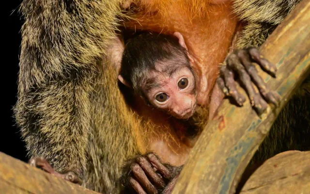 Rok plný mláďat. V brněnské zoo se loni narodilo lvíče, kapybary i polární liška