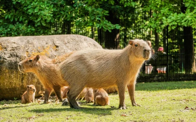 Rok plný mláďat. V brněnské zoo se loni narodilo lvíče, kapybary i polární liška