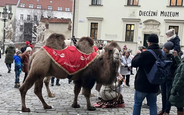 Brňané oslavovali Tři krále. Kašpar, Melichar a Baltazar s velbloudy prošli městem