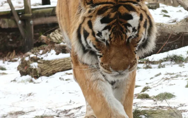 Mrazy udeřily i v jihomoravských zoo. Teplomilná zvířata mají zkrácené vycházky