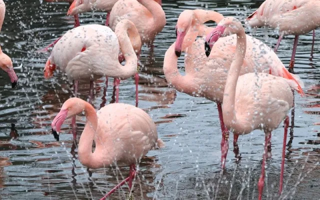 Mrazy udeřily i v jihomoravských zoo. Teplomilná zvířata mají zkrácené vycházky