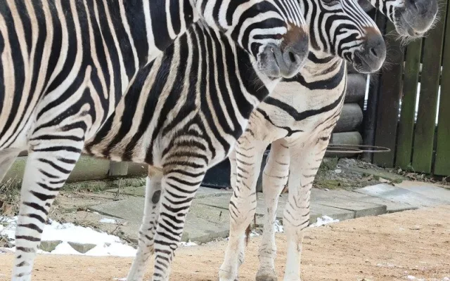 Mrazy udeřily i v jihomoravských zoo. Teplomilná zvířata mají zkrácené vycházky