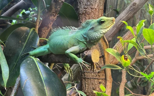 Zoo Brno má za sebou rekordní rok, návštěvníky lákala mláďata i nové expozice