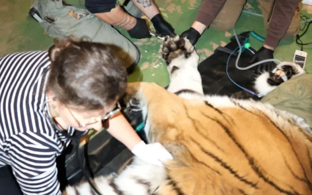 FOTO: Největší kočka z Hodonína musela na operaci. Tygra trápily zarostlé drápy
