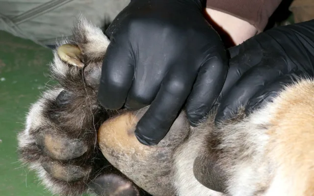 FOTO: Největší kočka z Hodonína musela na operaci. Tygra trápily zarostlé drápy