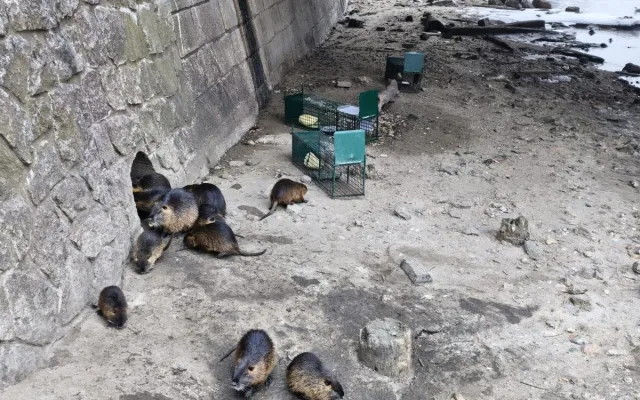 Břeclav vyfotila nutrie uvězněné v klecích. Je to poprava, bědovali místní