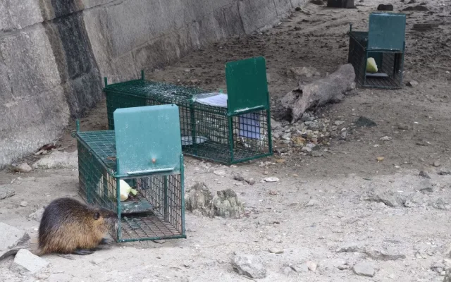 Břeclav vyfotila nutrie uvězněné v klecích. Je to poprava, bědovali místní