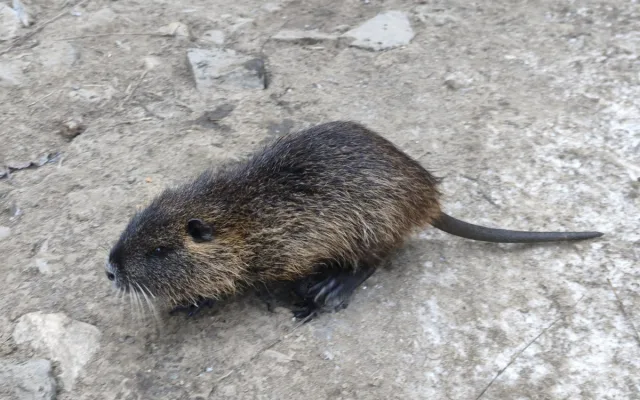 Břeclav vyfotila nutrie uvězněné v klecích. Je to poprava, bědovali místní