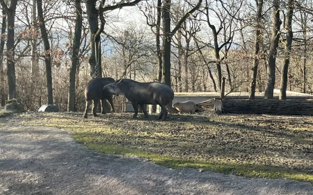 FOTO: Jarní počasí láká ke slunění. Jak si paprsky užívají obyvatelé brněnské zoo?