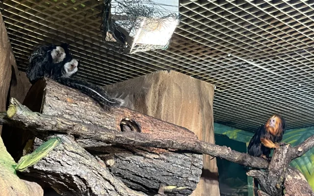 FOTO: Jarní počasí láká ke slunění. Jak si paprsky užívají obyvatelé brněnské zoo?