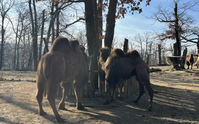 FOTO: Jarní počasí láká ke slunění. Jak si paprsky užívají obyvatelé brněnské zoo?