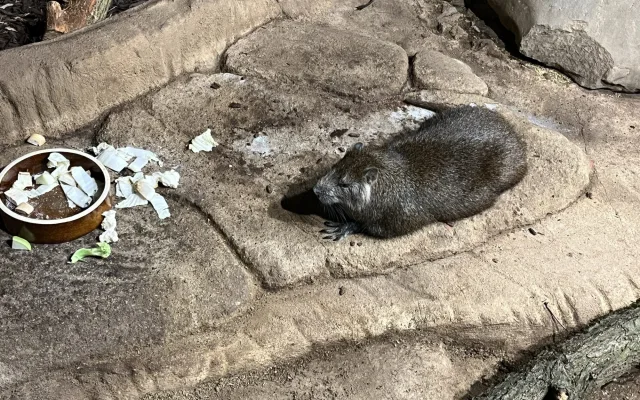 FOTO: Jarní počasí láká ke slunění. Jak si paprsky užívají obyvatelé brněnské zoo?