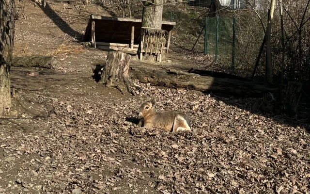 FOTO: Jarní počasí láká ke slunění. Jak si paprsky užívají obyvatelé brněnské zoo?