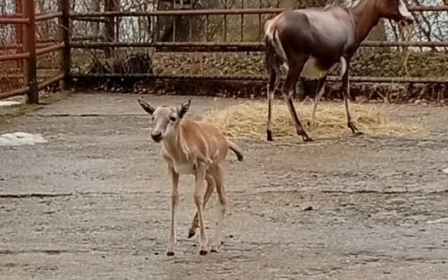 V Brně se narodila roztomilá antilopa. Až vyroste, bude mít bílou  lysinu a punčochy