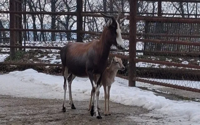V Brně se narodila roztomilá antilopa. Až vyroste, bude mít bílou  lysinu a punčochy