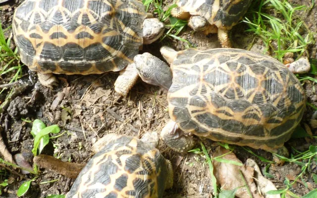 FOTO: V Brně se daří zázračným želvám z Madagaskaru, jsou nejohroženější na světě