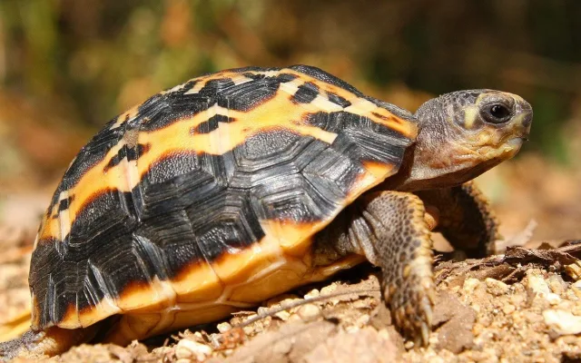 FOTO: V Brně se daří zázračným želvám z Madagaskaru, jsou nejohroženější na světě