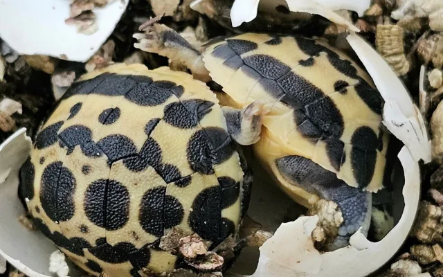 FOTO: V Brně se daří zázračným želvám z Madagaskaru, jsou nejohroženější na světě