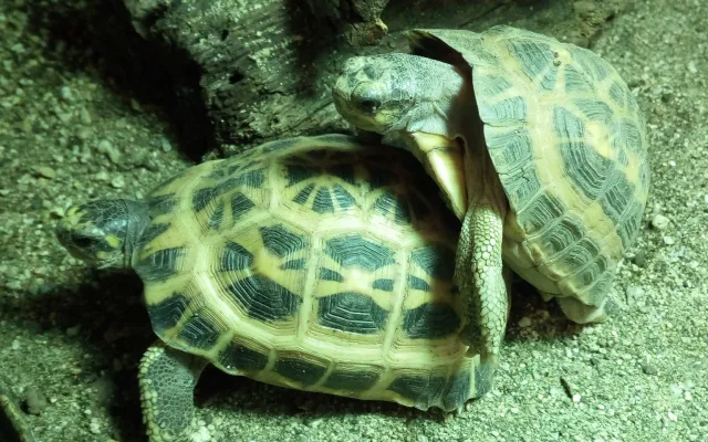 FOTO: V Brně se daří zázračným želvám z Madagaskaru, jsou nejohroženější na světě