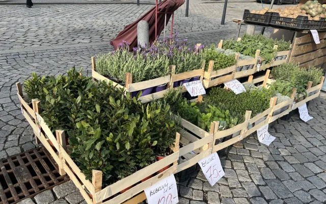 FOTO: Zelný trh po zimě ožívá. Lidé tam nakoupí bylinky nebo sazenice
