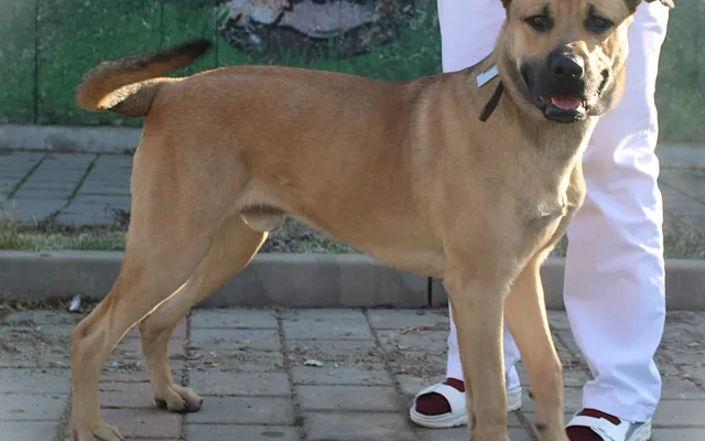 HLEDÁME PÁNÍČKA: Novou šanci potřebují obřík Scooby Doo i kocourek bez nožičky