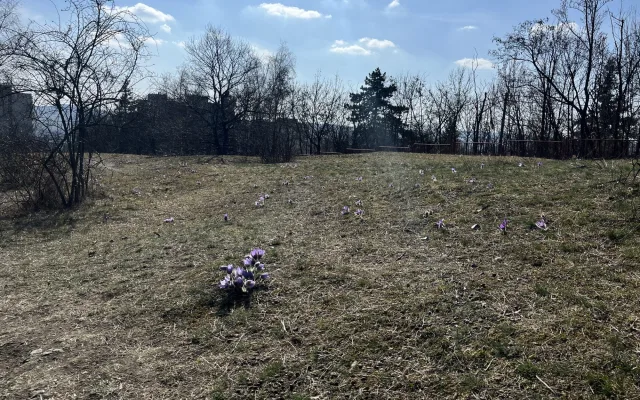 FOTO: Fialový koberec za paneláky. Koniklece opět lákají na Kamenný vrch