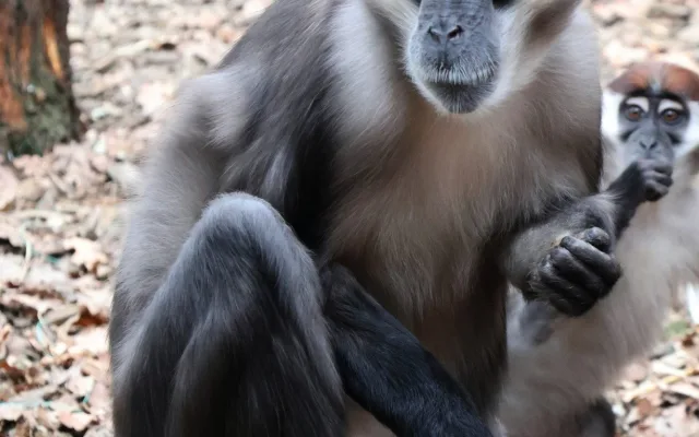 Opičák z hodonínské zoo musel na zubní, mangabej přišel o dva zuby