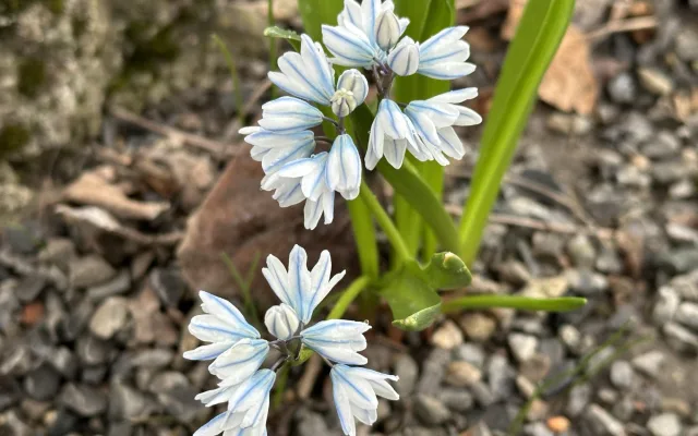 FOTO: První květy i svěží zeleň. Brněnská botanická zahrada se probouzí