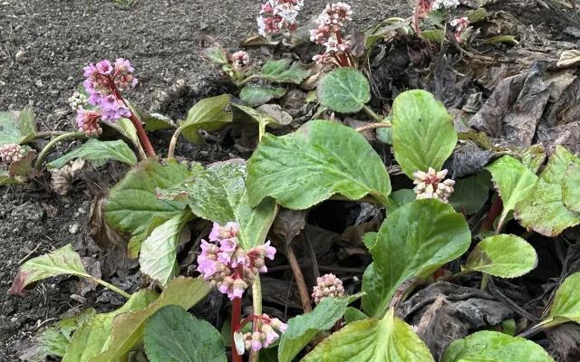 FOTO: První květy i svěží zeleň. Brněnská botanická zahrada se probouzí