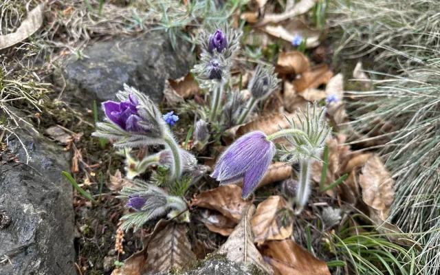 FOTO: První květy i svěží zeleň. Brněnská botanická zahrada se probouzí