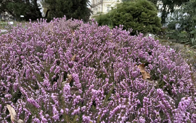 FOTO: První květy i svěží zeleň. Brněnská botanická zahrada se probouzí