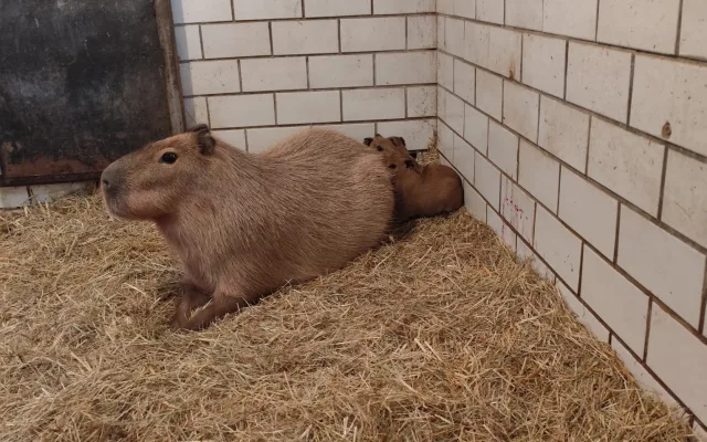 V brněnské zoo se narodily tři kapybary. Roztomilí hlodavci už běhají ve výběhu