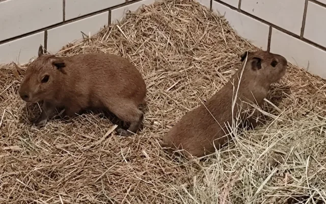 V brněnské zoo se narodily tři kapybary. Roztomilí hlodavci už běhají ve výběhu
