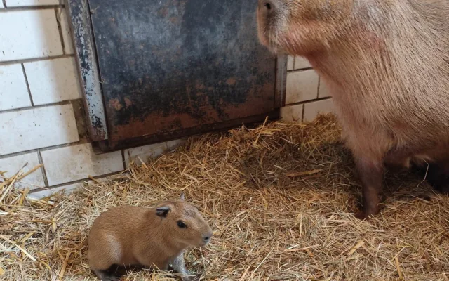 V brněnské zoo se narodily tři kapybary. Roztomilí hlodavci už běhají ve výběhu