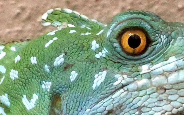 Do zoo v Hodoníně přibyl bazilišek zelený, dříve považovaný za mýtického tvora