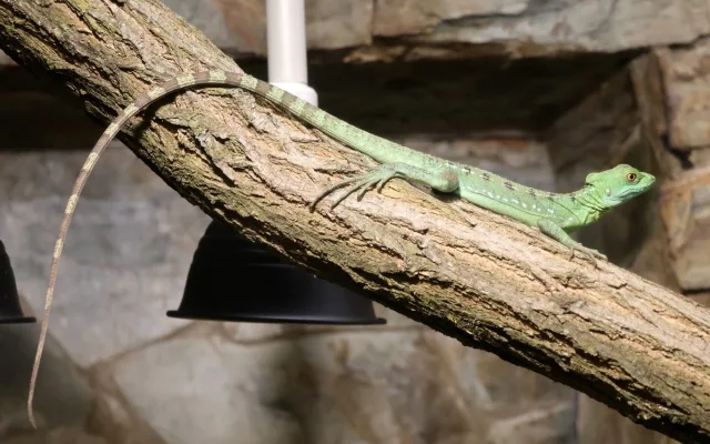 Do zoo v Hodoníně přibyl bazilišek zelený, dříve považovaný za mýtického tvora