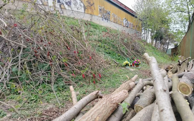 U Velodromu žily roky. Teď kočky přišly o zázemí i krmná místa, případ řeší úřady