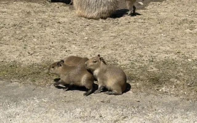 FOTO: V brněnské zoo přibyly další malé kapybary. Ve výběhu už skotačí pět mláďat