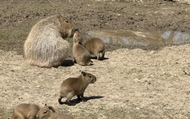 FOTO: V brněnské zoo přibyly další malé kapybary. Ve výběhu už skotačí pět mláďat