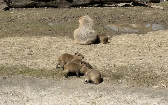 FOTO: V brněnské zoo přibyly další malé kapybary. Ve výběhu už skotačí pět mláďat